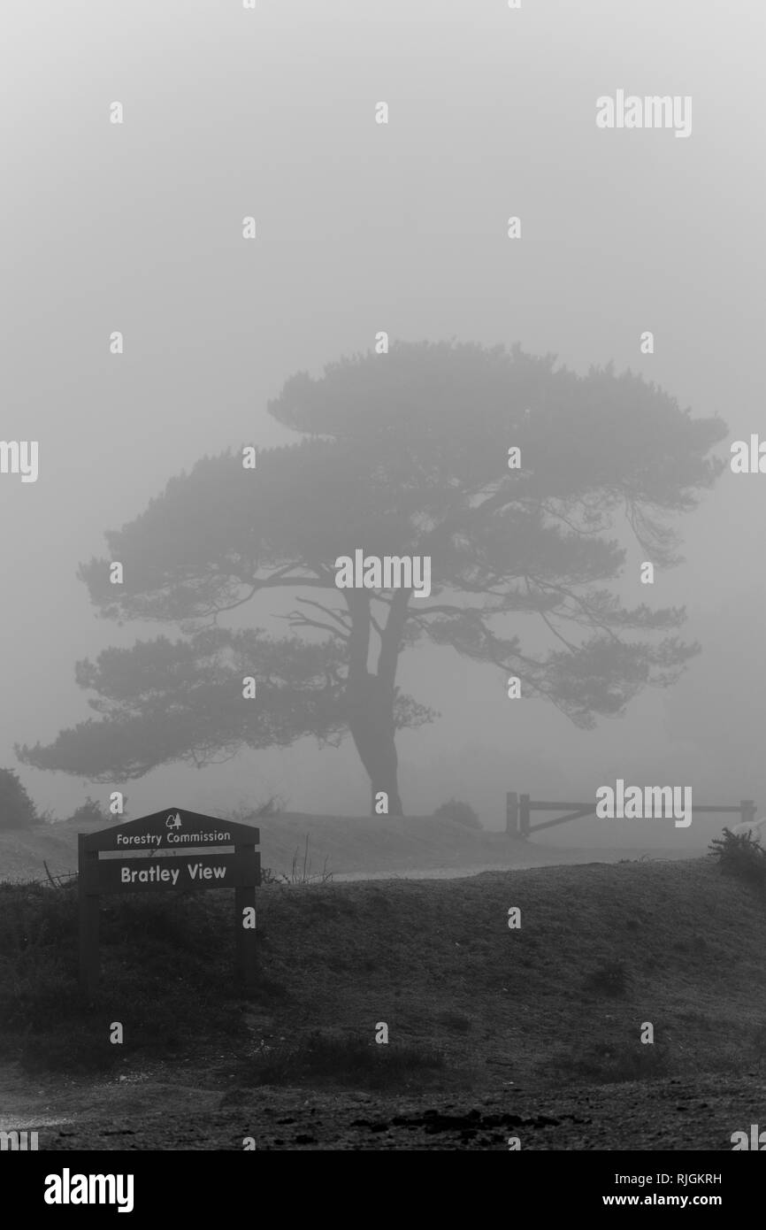 Black & Whire versione. Un scot Lone Pine Tree in vista Bratley nel nuovo Parco Nazionale Foreste Hampshire Foto Stock