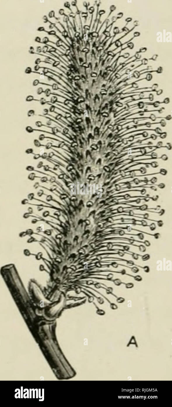 . Api &AMP; l'apicoltura; scientifico e pratico. Un trattato completo sull'anatomia, fisiologia, relazioni floreali e proficua gestione dell'alveare bee. La cultura delle api; le api. 262 API E APICOLTURA. sprecato, dà un eccesso di cui le api approfittare ; e spesso, in primavera, le scorte sono notevolmente aiutato dai ramoscelli, non solo del nocciolo e altri dadi, ma anche del faggio, il legno di pioppo e salice (di cui due ramoscelli sono rappresentate in Fig. 52). È curioso che nel caso del salice piangente, nonostante la sua ampia distribuzione, solo pistillate (FE Foto Stock