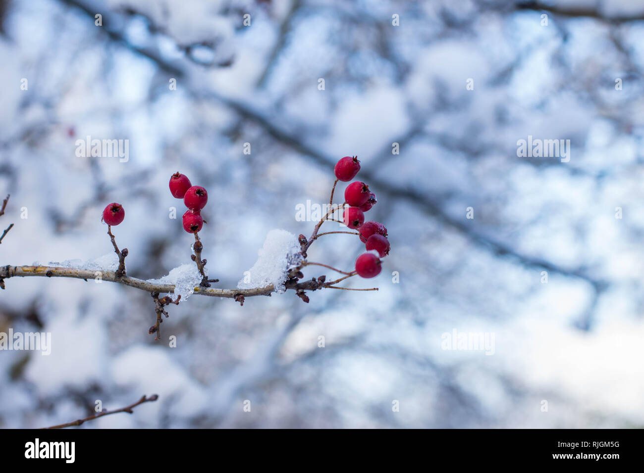 Ramo con il frutto rosso di crafano Crataegus nel parco di Belgrado Serbia Foto Stock