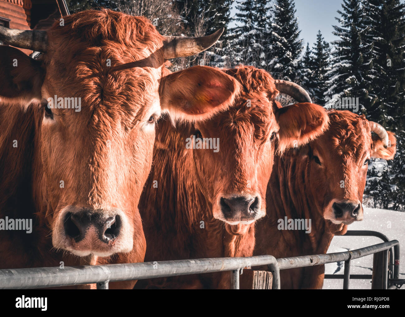 Tre mucche marrone fissando il Fotografo sull'alm in Austria Foto Stock