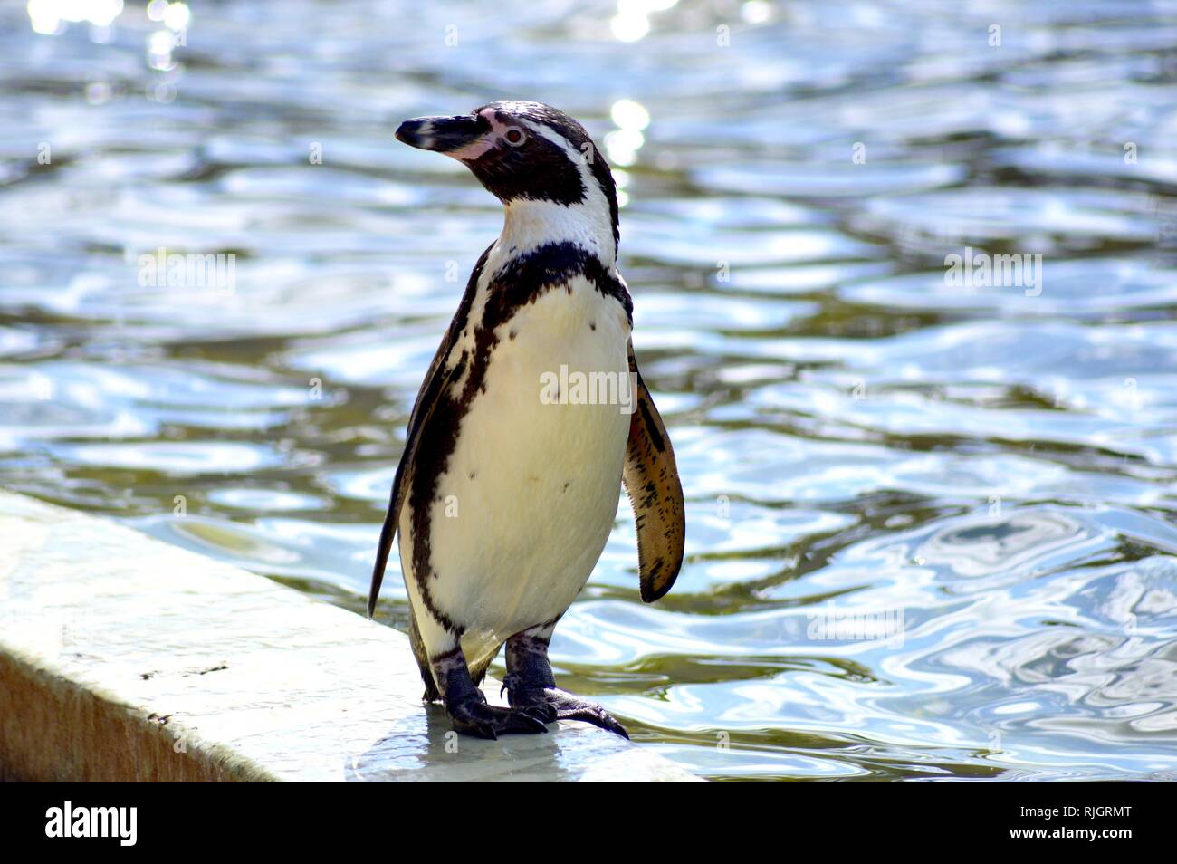 Pinguino in piscina Foto Stock