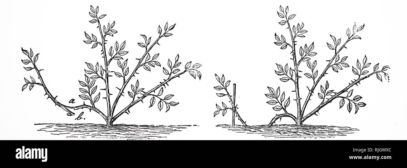 Una incisione raffigurante il metodo della stratificazione di un albero di rose facendo una linguetta (sinistra) e ancoraggio verso il basso. Datata del XIX secolo Foto Stock