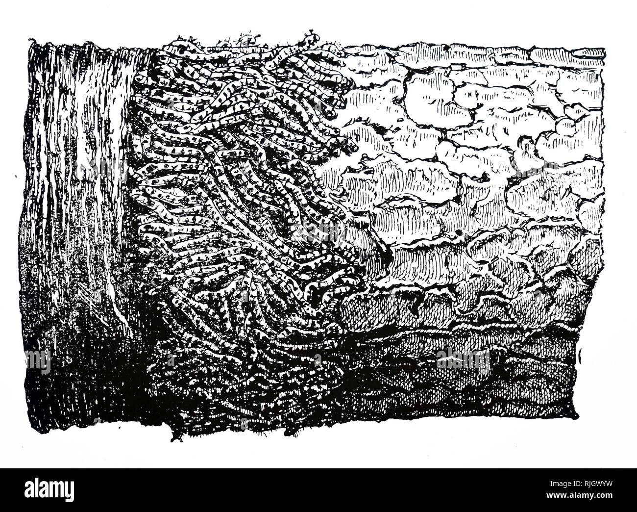 Una incisione raffigurante una massa di bruchi intrappolato sul grasso-band su un albero da frutta. In data xx secolo Foto Stock