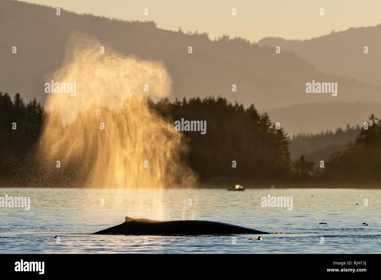 Humpback Whale colpo che riflette i colori arancione di un pomeriggio appena prima del tramonto lungo l arcipelago di Broughton, Prime Nazioni Territorio, Britis Foto Stock