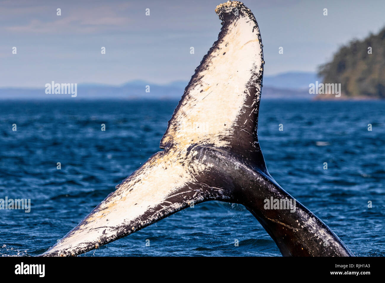 Humpback Whale schizzi con la sua coda lungo un isola a Broughton arcipelago, Prime Nazioni Territorio, British Columbia, Canada. Foto Stock