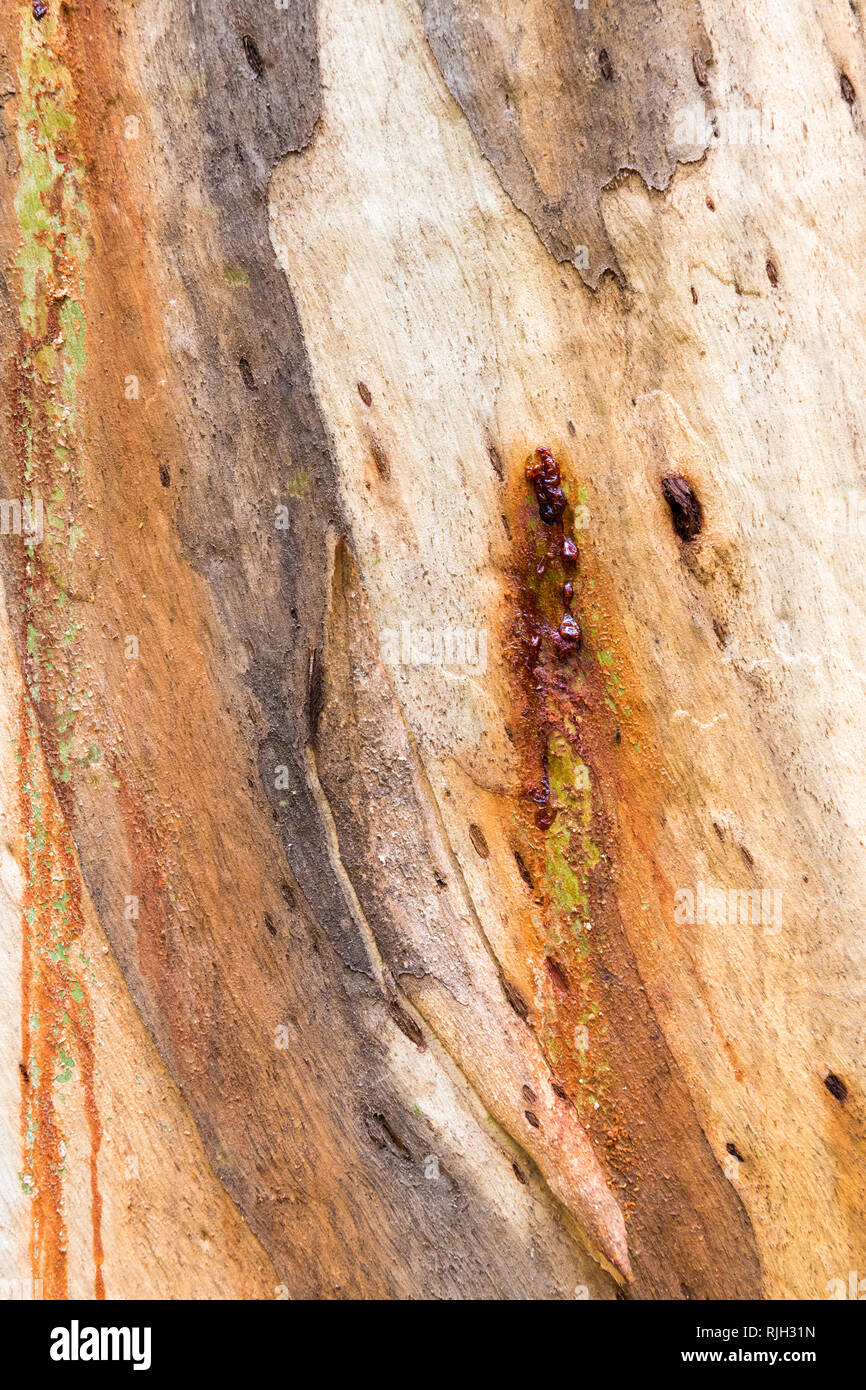 Eucalipto corteccia texture, colorato naturale disegno astratto Foto Stock