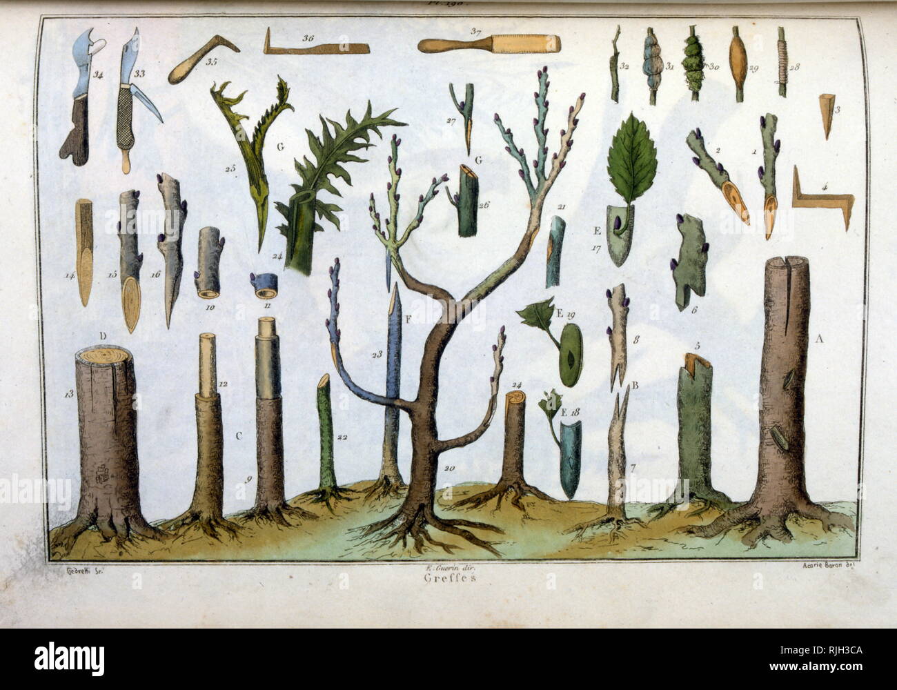 Illustrazione che mostra come prendere le talee da alberi, da Dictionnaire pittoresco d'histoire Naturelle et des phenomenes de la natura da Felix-Edouard Guerin, 1799-1874 Foto Stock