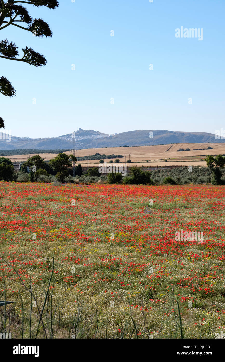 Papaveri rossi, Papaver rhoeas, in campo con il castello di Teba in background. Almargen, Malaga, Spagna Foto Stock