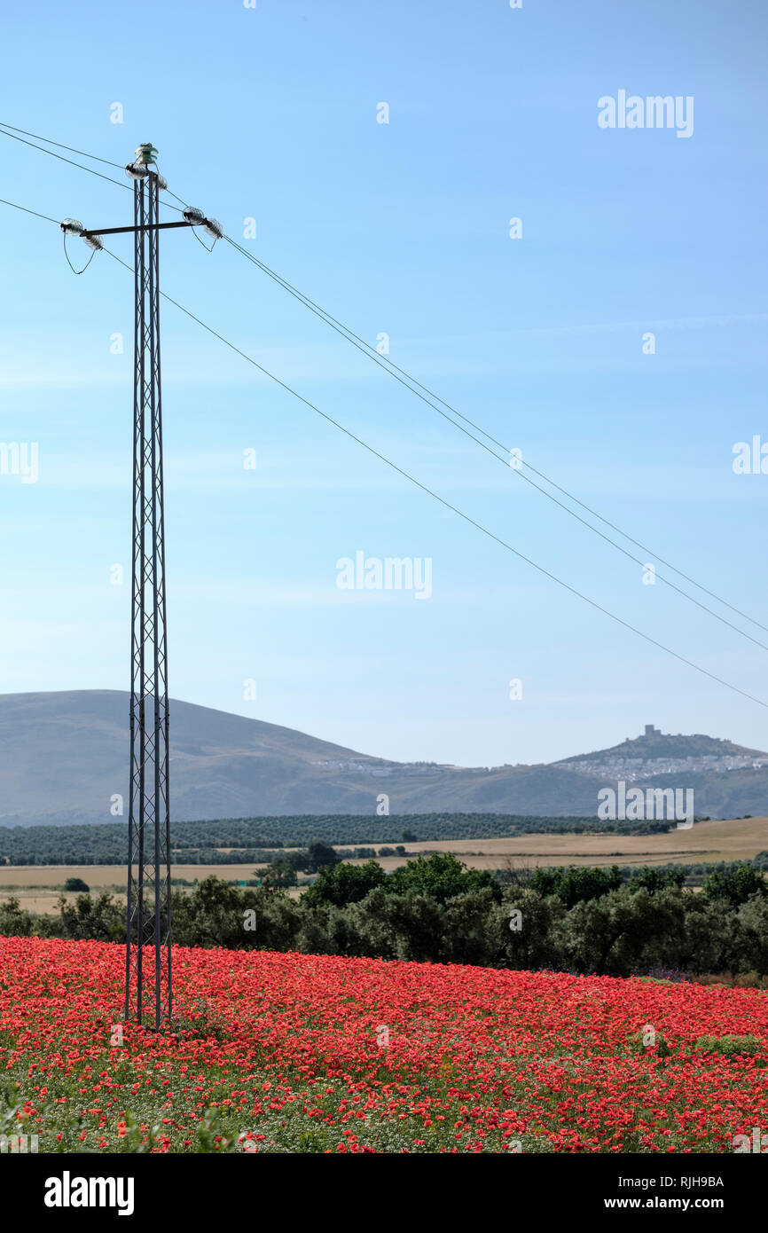 Pilone di elettricità nel campo di papaveri rossi, Papaver rhoeas, e comuni Margherite, Bellis perennis con Teba castello in background. Foto Stock