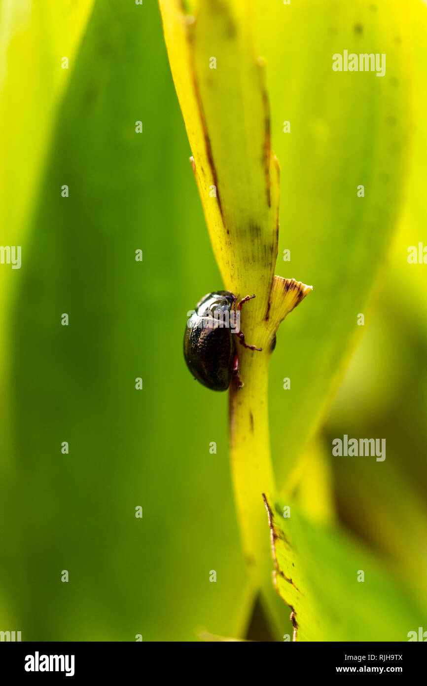 Bug di insetti - coleottero nero - verde foglia della pianta - diminuzione della popolazione Foto Stock