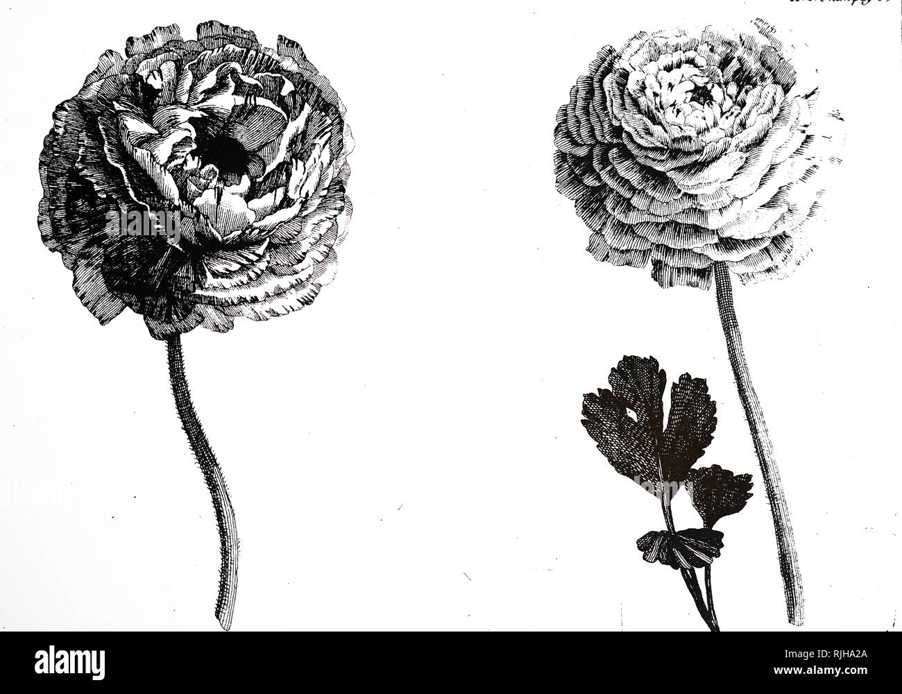 Una incisione raffigurante un ranunculus, un genere di circa 500 specie di piante da fiore in famiglia Ranunculaceae. Datata del XIX secolo Foto Stock