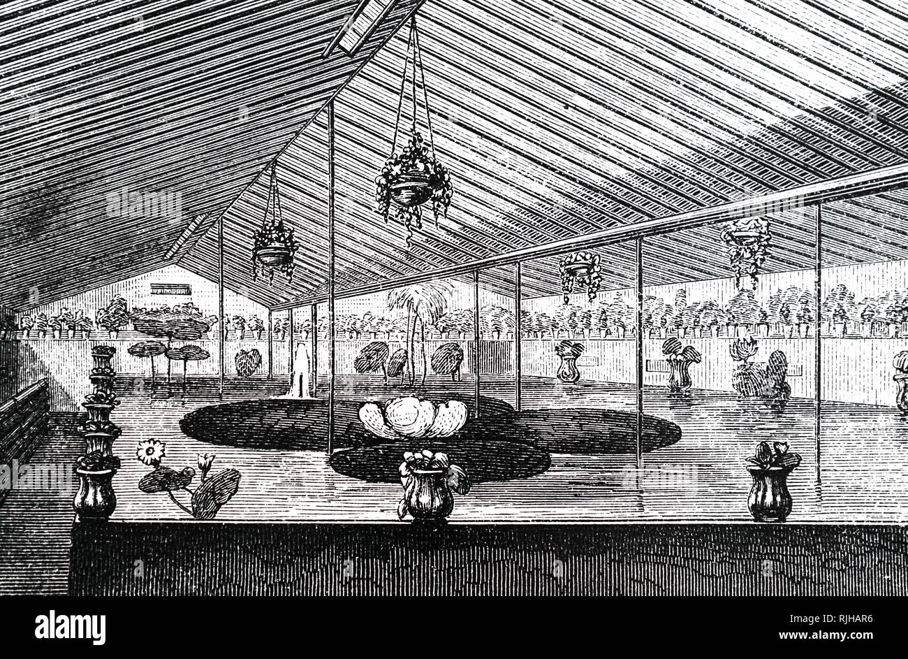 Una incisione raffigurante l'acquario costruito per ospitare Victoria amazonica a cavaliere e Perry's nursery, King's Road, il Chelsea. Datata del XIX secolo Foto Stock