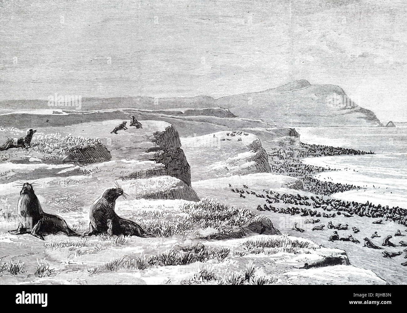 Una incisione raffigurante un rookery del Nord le foche, lo stretto di Bering del Pacifico. Datata del XIX secolo Foto Stock