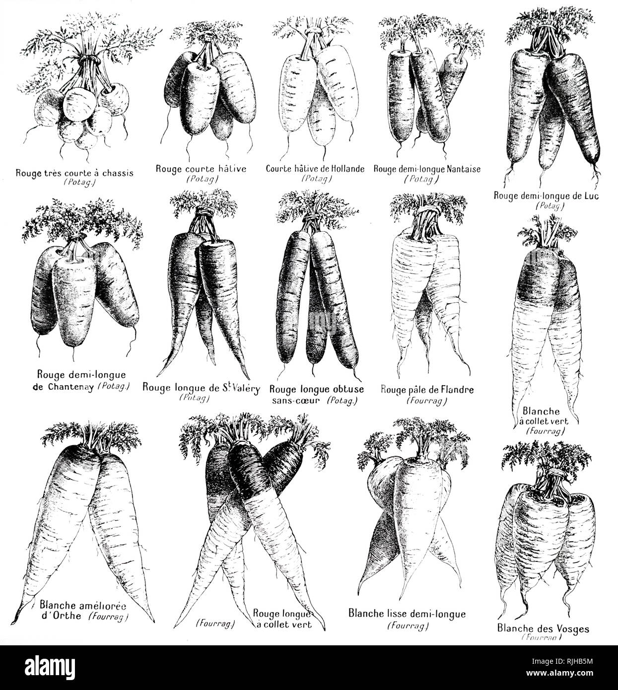 Una incisione raffigurante vari tipi di carote. La carota è una radice vegetale, di solito di colore arancione. In data xx secolo Foto Stock