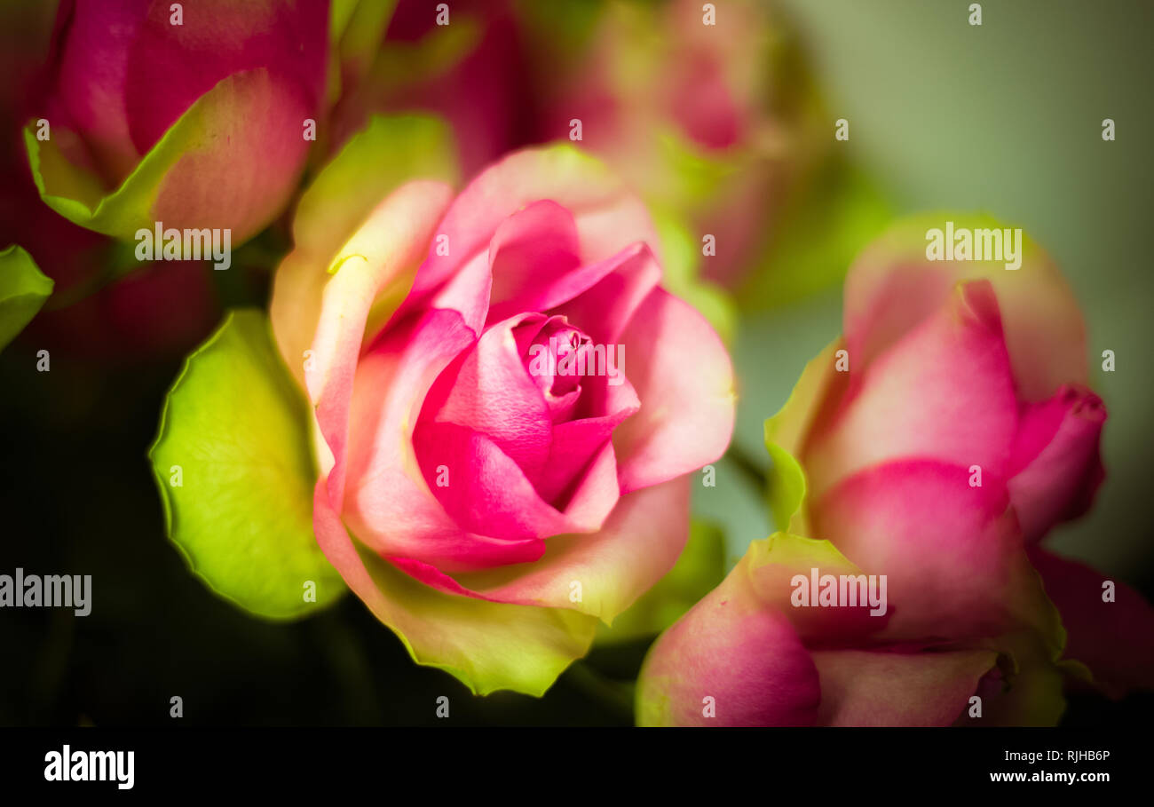 In prossimità dei due colore rosa, parte del bouquet Foto Stock
