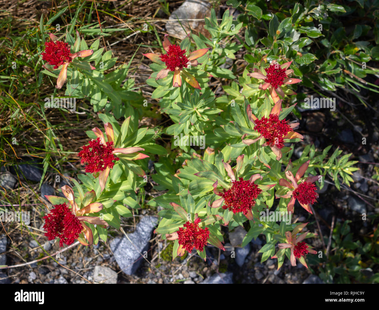 Di fiori alpini Rhodiola Rosea(Rose Root ) alla fine del periodo di fioritura, Valle d'Aosta, Italia. Vista dall'alto. Foto Stock