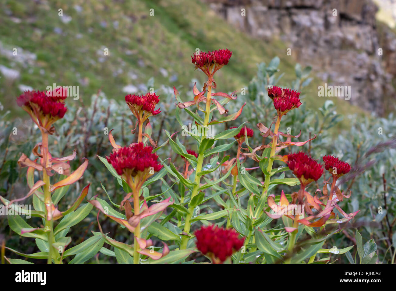 Di fiori alpini Rhodiola Rosea (Rose Root ) alla fine del periodo di fioritura, Valle d'Aosta, Italia. Bassa prospettiva. Foto Stock