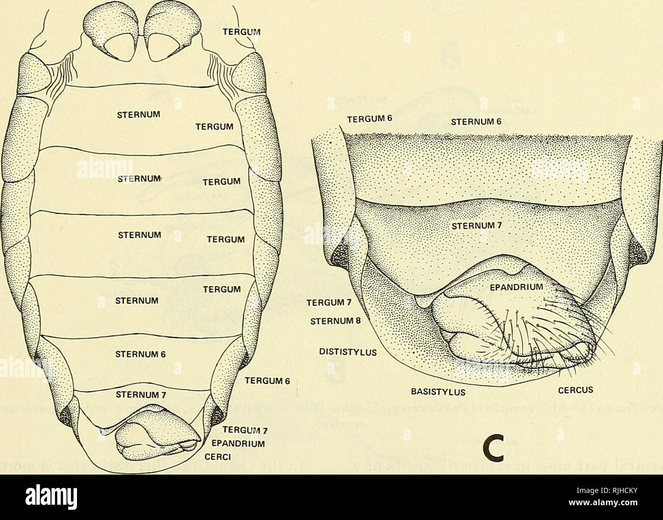 . Bee vola del mondo: i generi della famiglia Bombyliidae. Bombyliidae; parassiti. B Text-Figure 12.-organi genitali esterni di un maschio di bee fly, Poecilanthrax californicus Cole. Spiegazione: Un, sterno dell'addome; B, parti "in situ"; c, laterale aspetto dei genitali maschili exserted.. Si prega di notare che queste immagini vengono estratte dalla pagina sottoposta a scansione di immagini che possono essere state migliorate digitalmente per la leggibilità - Colorazione e aspetto di queste illustrazioni potrebbero non perfettamente assomigliano al lavoro originale. Scafo, Frank M. (Frank Montgomery), 1901-1982. Washington, Smithsonian Institution premere Foto Stock