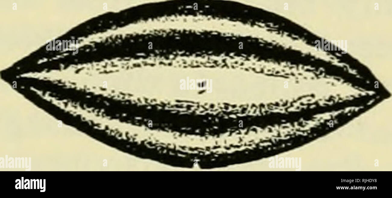 . L'apicoltore's guide : o, manuale dell'apiario. Le api. . Si prega di notare che queste immagini vengono estratte dalla pagina sottoposta a scansione di immagini che possono essere state migliorate digitalmente per la leggibilità - Colorazione e aspetto di queste illustrazioni potrebbero non perfettamente assomigliano al lavoro originale. Cuocere, Albert Giovanni, 1842-1916. Chicago : York Foto Stock