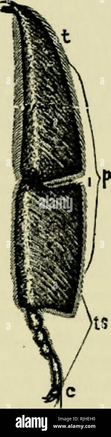 . L'apicoltore's guide : o, manuale dell'apiario. Le api. Labium di Qikch.-Originale. Un Ligrula. d d Parayrlossse. b palpi labiali.. t Tibia. t s Articolazione tarsica.". Parte di Ltg di (^luen, ingrandita, dopo Duncan, p ampliato la tibia e tarso basale. vuoto, anche se Siebold pensato che ciascuno di uno e mezzo milione di uova che una regina può stabilire, riceve due o tre spermatozoi cellule. Penso che ora è dimostrato che ma uno spermatozoo- cellula entra ogni &AMP;^^. Le uova che, come Girard membri, non formano già nelle ovaie come fare lo sperma-cellule negli organi del drone, che sono maturato whi Foto Stock