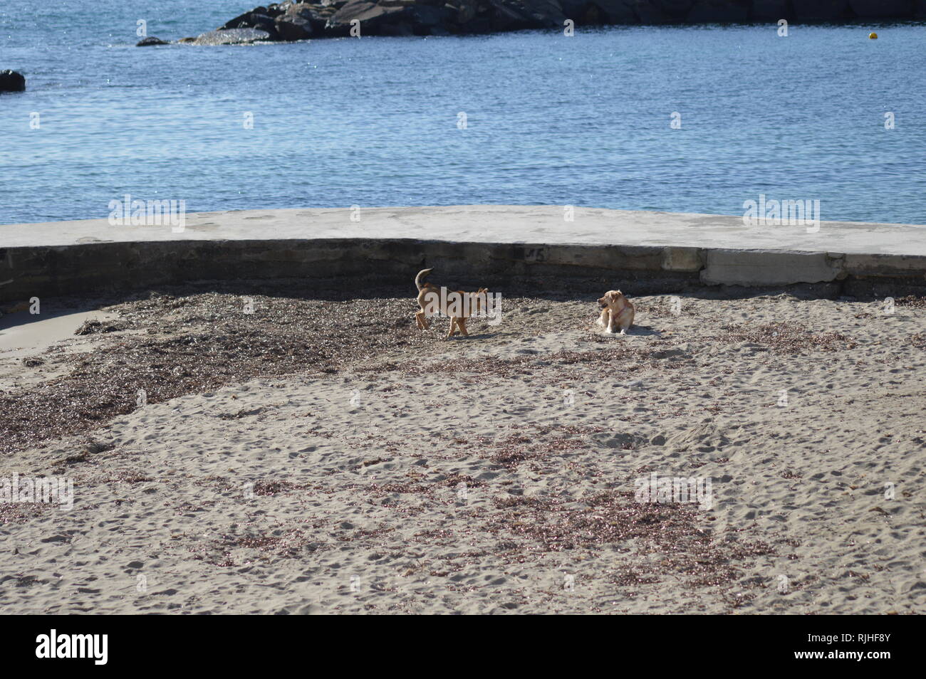Cani giocando sulla spiaggia Foto Stock