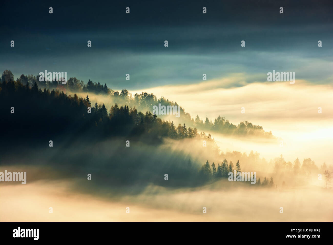 Isola di foresta sulla collina nel mare di nebbia. vista dall'alto. splendido scenario di sunrise. Meraviglioso sfondo natura Foto Stock