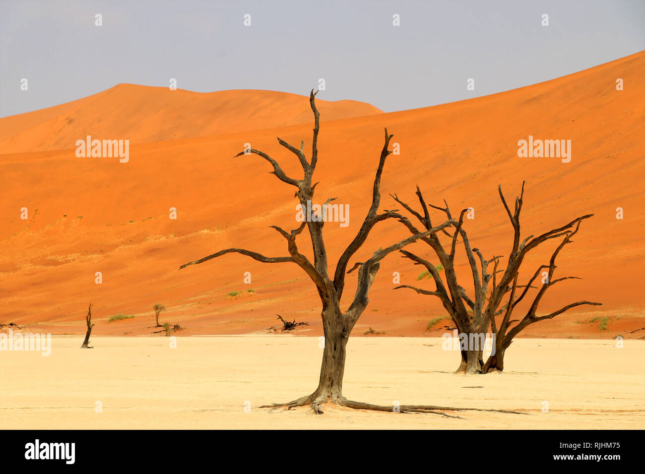 Deadvlei - Sossusvlei - Namibia Africa Foto Stock