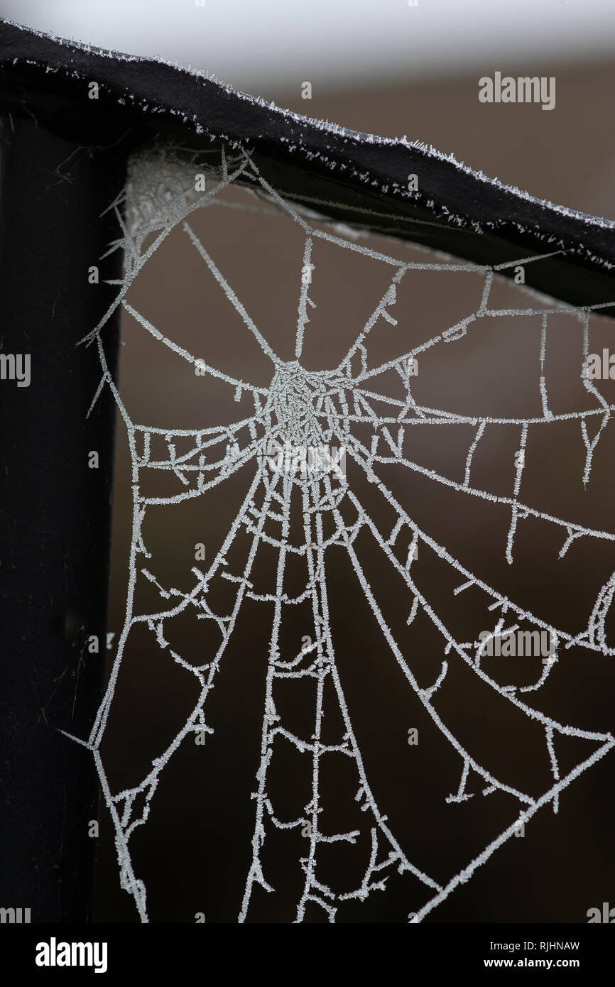 La ragnatela (aracnide) su una ringhiera del giardino con intricati dettagli bianco congelati da un disco per tutta la notte il gelo Foto Stock