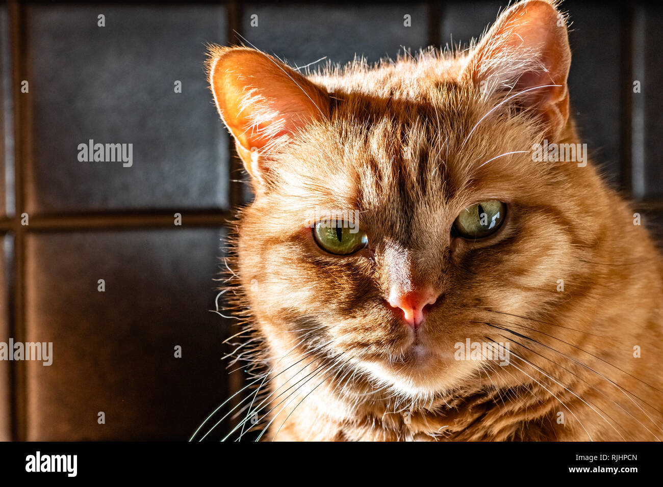 Gatto arancione con occhi verdi guardando la telecamera; luce proveniente dal lato sinistro Foto Stock