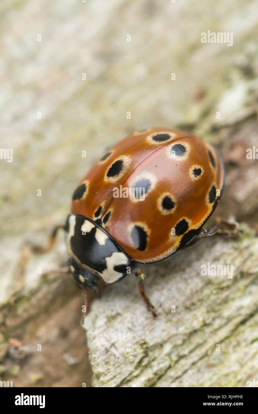 Eyed ladybird (Anatis ocellata), chiamato anche eyed ladybug, il più grande coccinella in Gran Bretagna Foto Stock