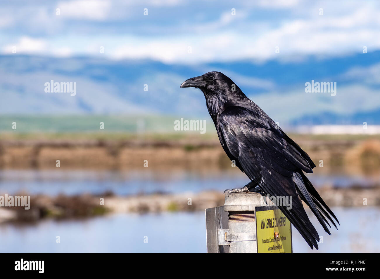 Close up di grandi raven appollaiato su un montante metallico nella parte sud di San Francisco Bay Area; stagni sfocata e verdi colline visibile in background; California Foto Stock