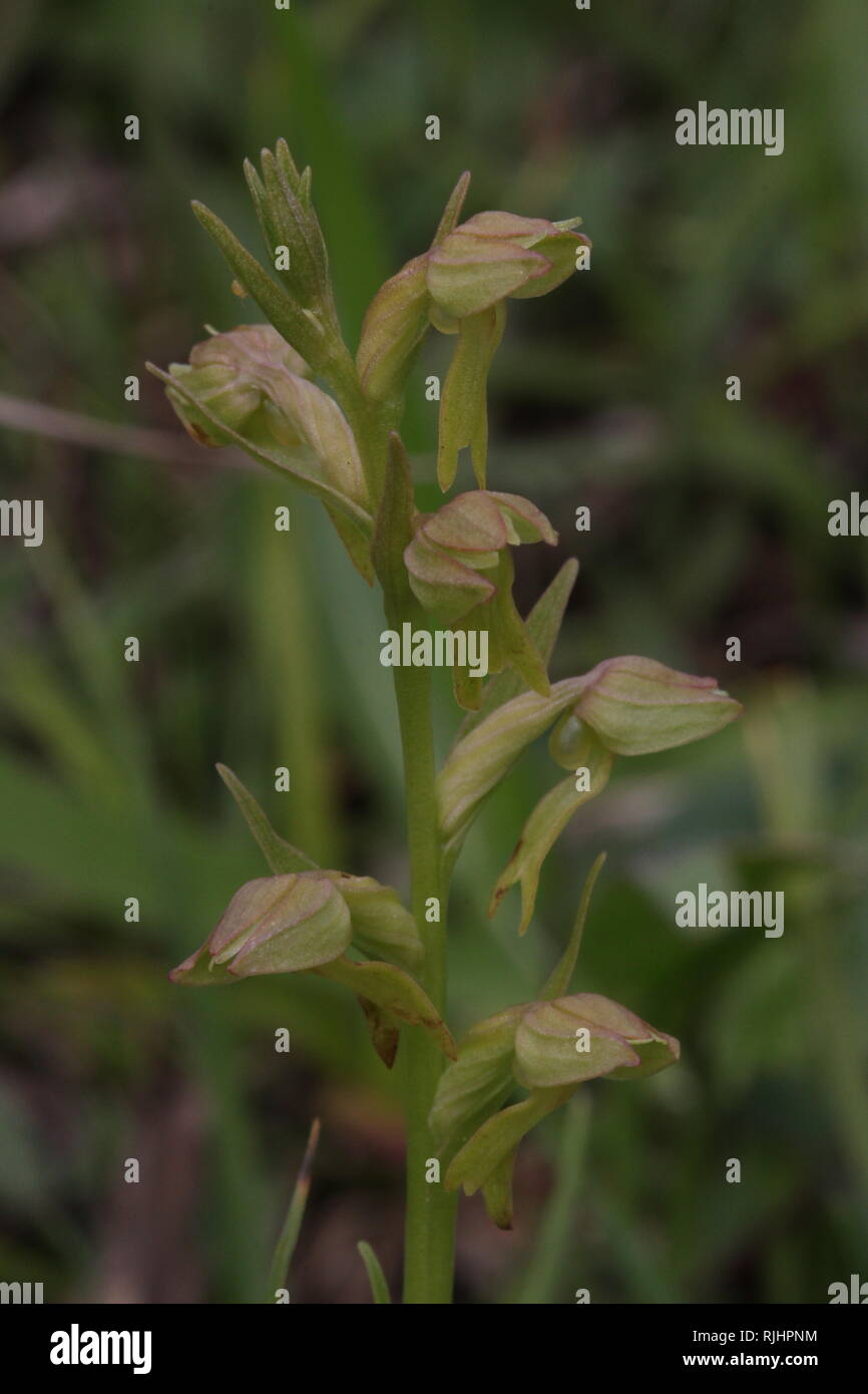 Frog orchis (Coeloglossum viride) in una riserva naturale nella regione Eifel, Germania. Foto Stock