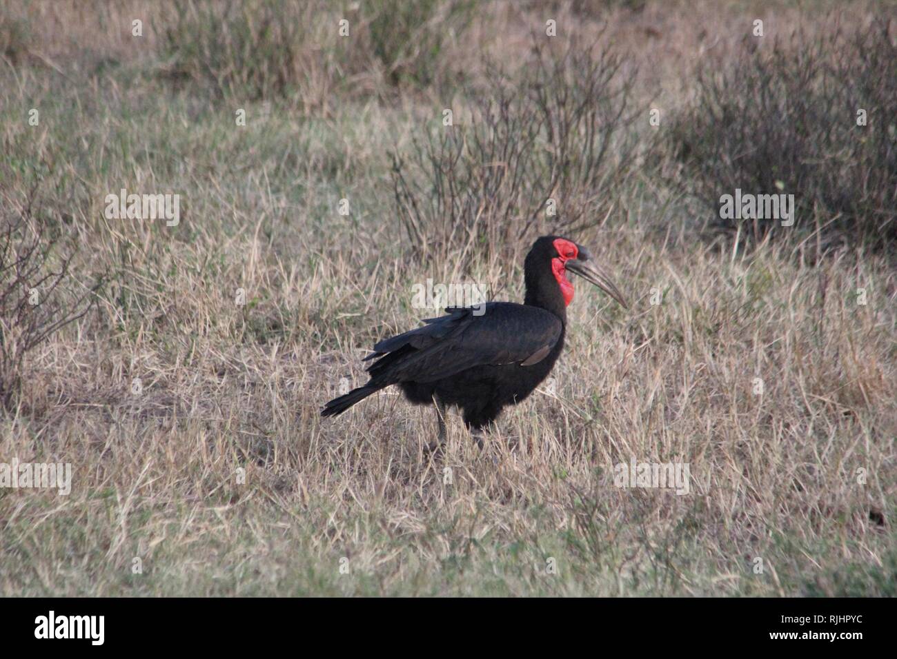 Massa Hornbill (Bucorvus leadbeateri) parco nazionale orientale di Tsavo Foto Stock