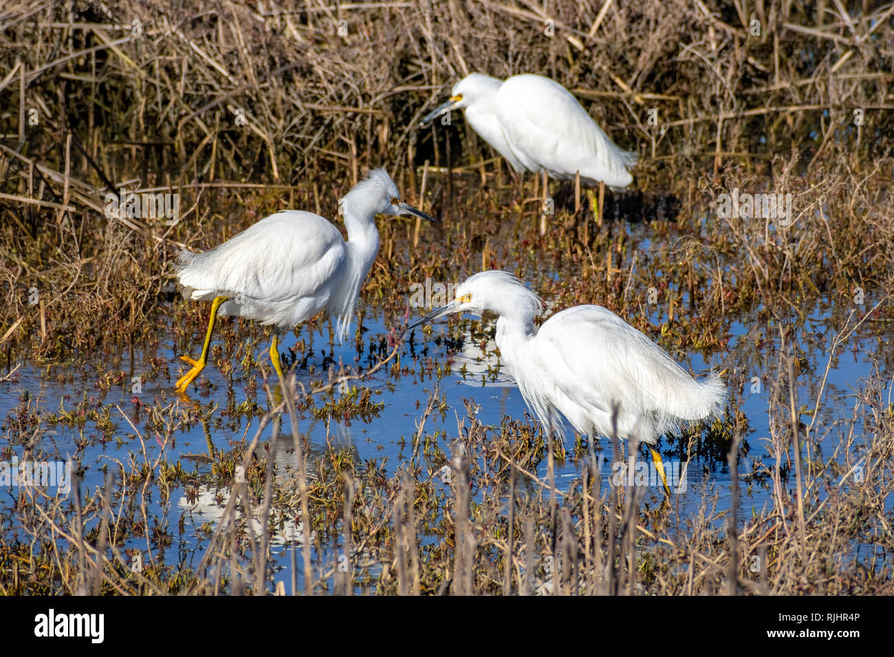 Aironi bianchi la pesca su uno stagno in una delle paludi di South San Francisco Bay Area, California Foto Stock