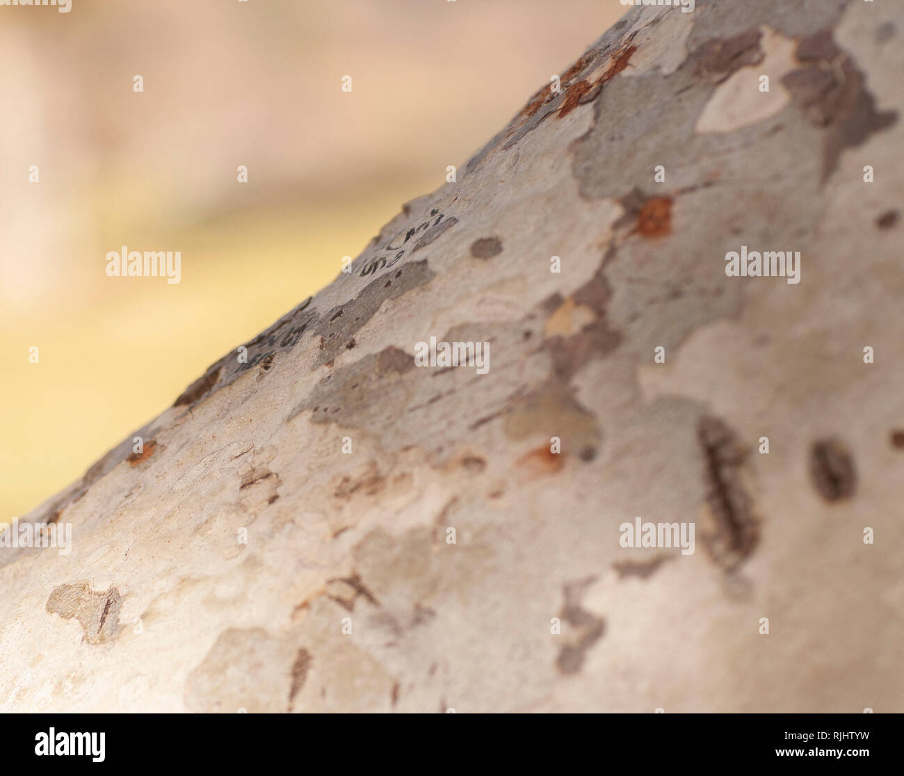 Messa a fuoco selettiva di corteccia di albero con sfondo sfocato Foto Stock