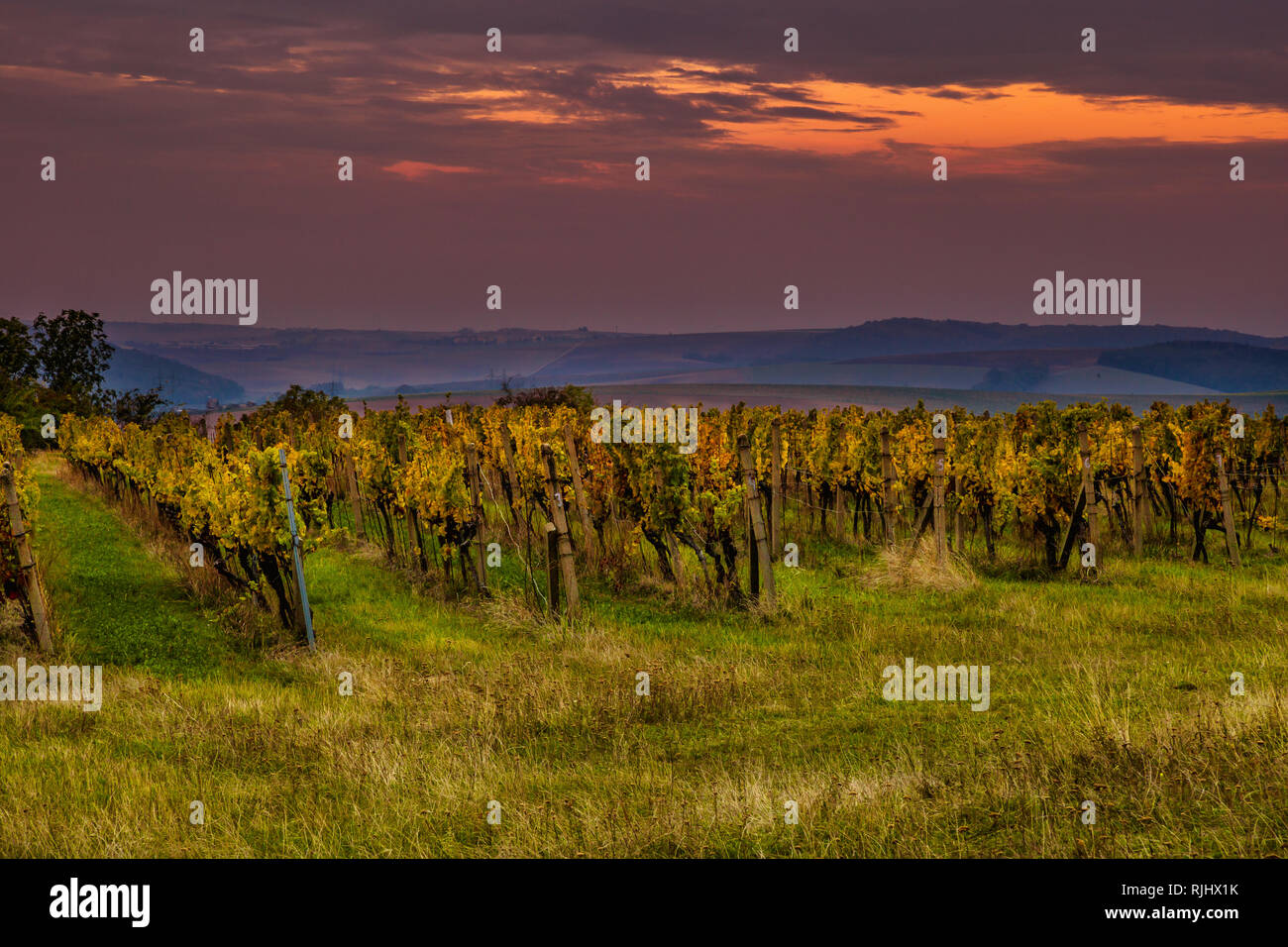 In autunno la mattina in variopinti vigneti in Moravia del sud Foto Stock