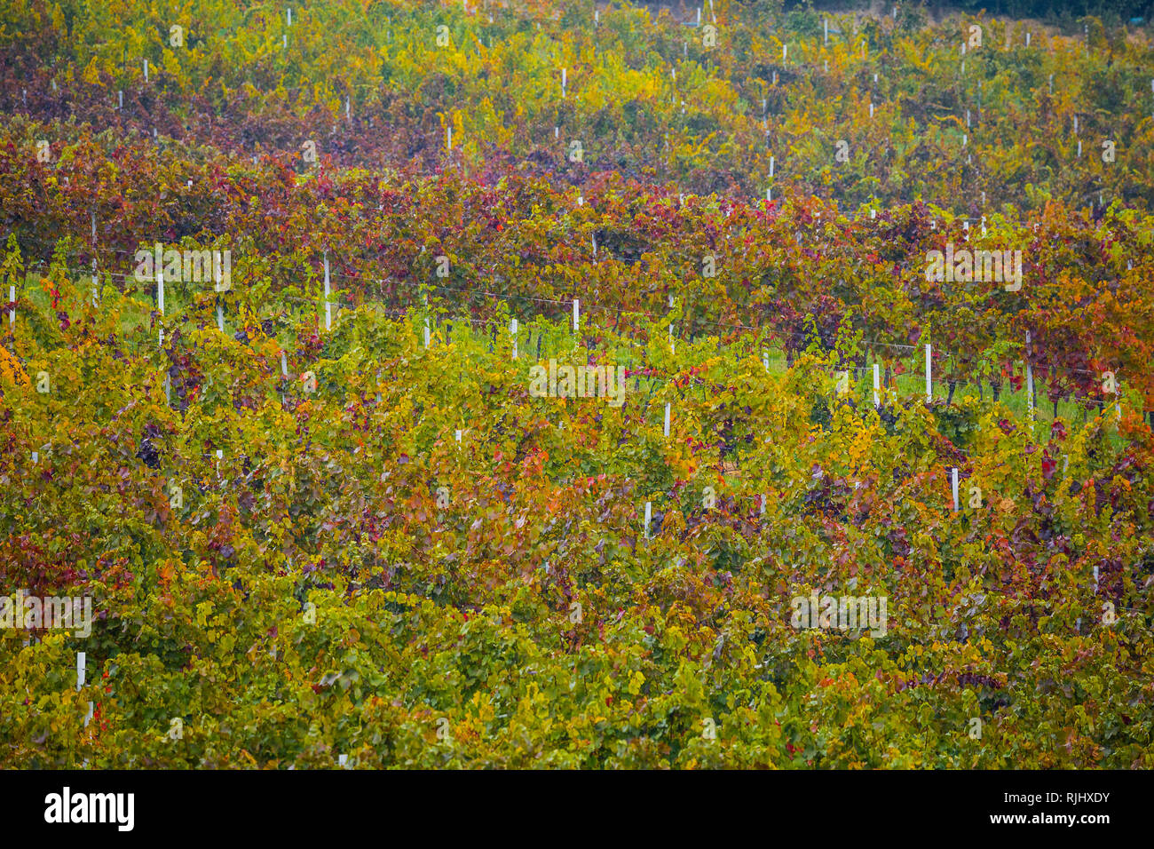 I colori dell'autunno della Moravia del sud vigna Foto Stock