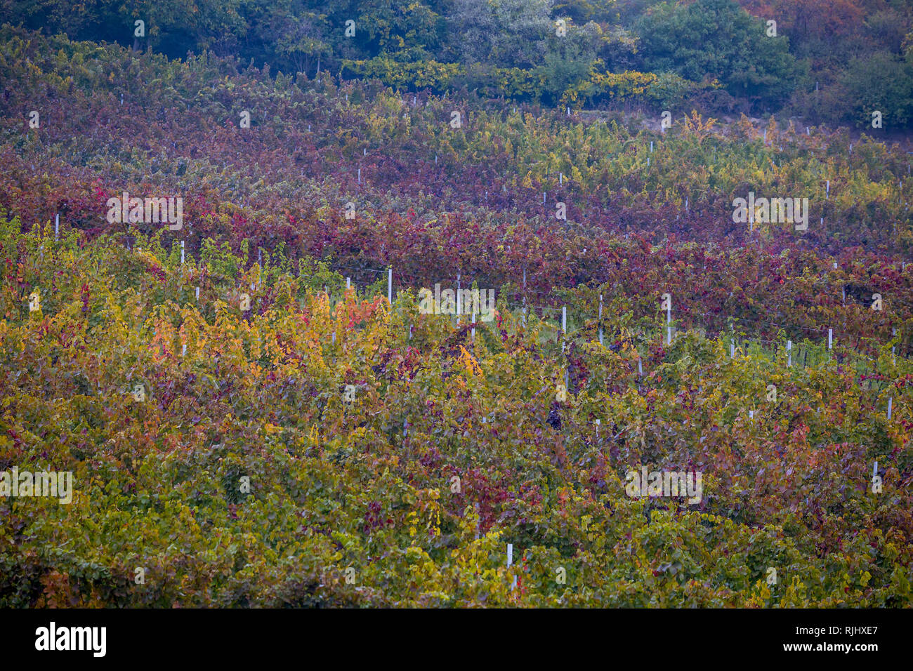 I colori dell'autunno della Moravia del sud vigna Foto Stock