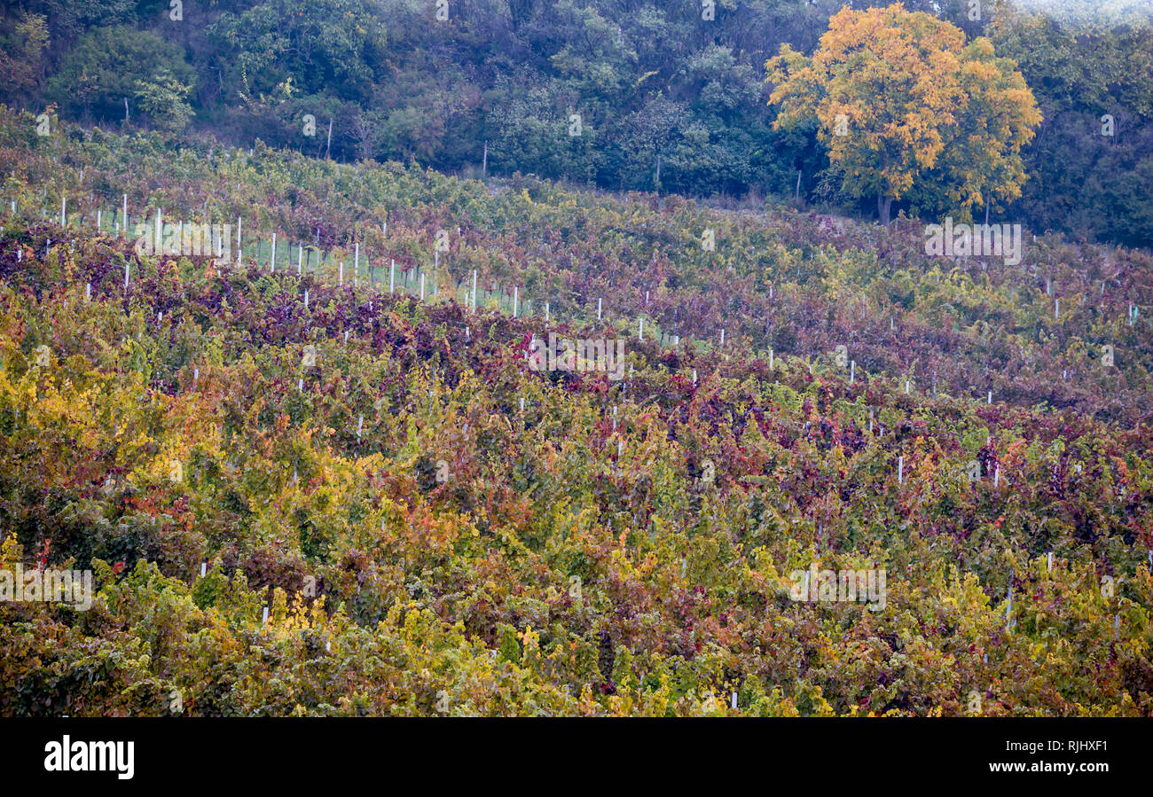 I colori dell'autunno della Moravia del sud vigna Foto Stock
