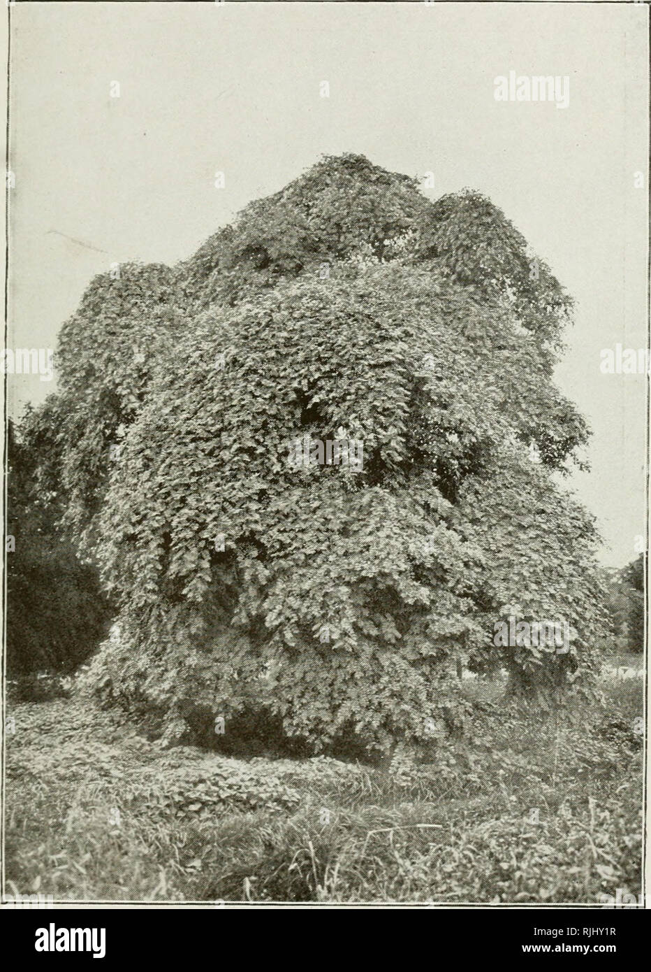 . Splendidi giardini : come realizzare e mantenere la loro. Di giardinaggio. Il pianto PAGODA TREE, Sophora Japonica pendula. (Vedere pagina 93). Si prega di notare che queste immagini vengono estratte dalla pagina sottoposta a scansione di immagini che possono essere state migliorate digitalmente per la leggibilità - Colorazione e aspetto di queste illustrazioni potrebbero non perfettamente assomigliano al lavoro originale. Wright, Walter Pagina, 1864-1940. London ; New York : Cassell e azienda Foto Stock