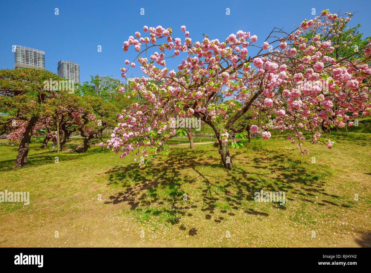 Giardino Di Hama Rikyu Immagini E Fotos Stock Alamy Giardino Di Hama Rikyu Immagini E Fotos Stock Alamy