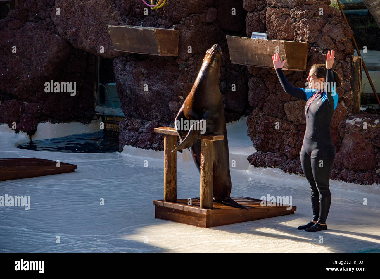 Un leone di mare show all'Oasis Park a Fuerteventura Isole Canarie Foto Stock