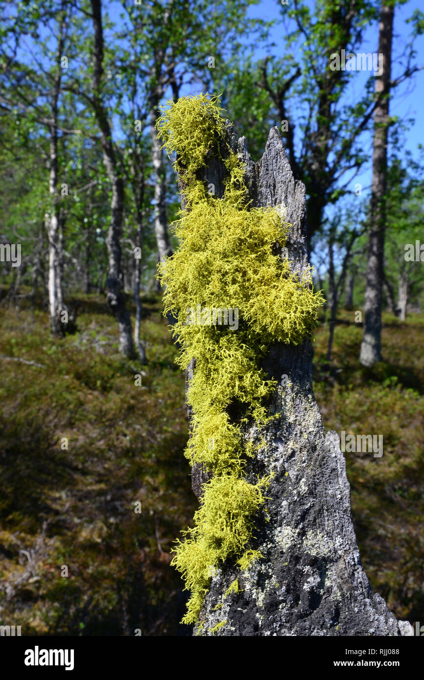 Lupo Lichen (Letharia vulpina) sulla corteccia di un albero morto. Ex utilizzato come un veleno per i lupi e volpi. Germania Foto Stock
