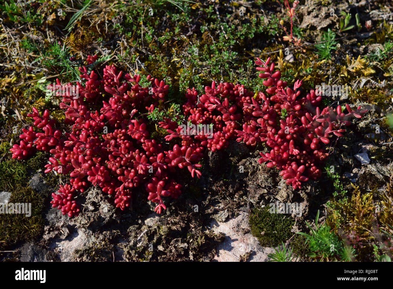 White Stonecrop Sedum (album). La pianta carnosa è in inverno e fino all'inizio della stagione di crescita rosso profondo e quindi diventa verde. Germania Foto Stock