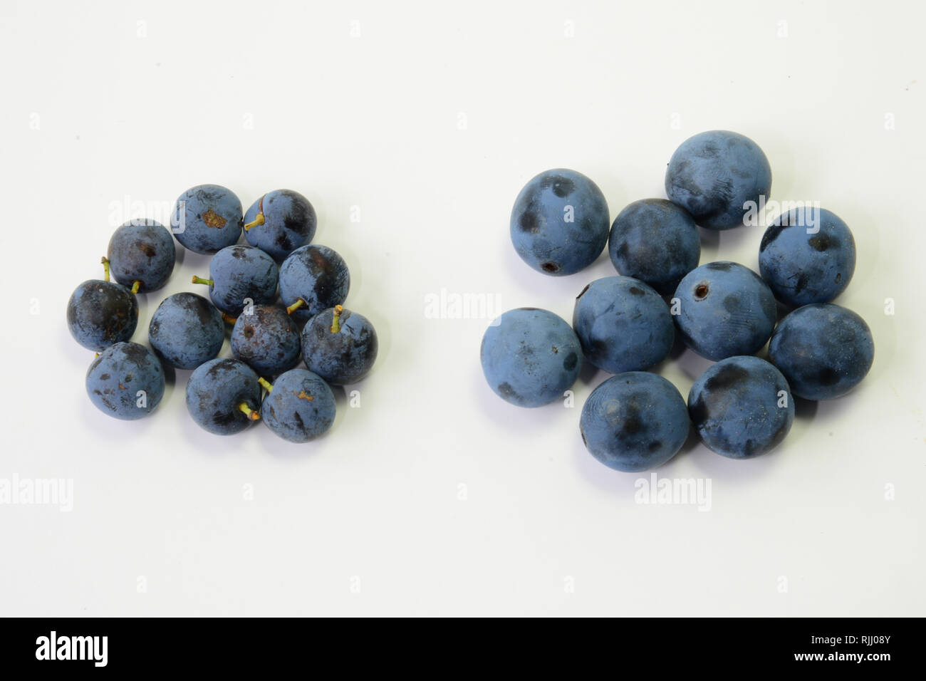 Da sinistra a destra: frutto di prugnolo (Prunus spinosa e Bullace prugna, Damson prugna (Prunus domestica ssp. Insititia, PRUNUS INSITITIA). Germania Foto Stock