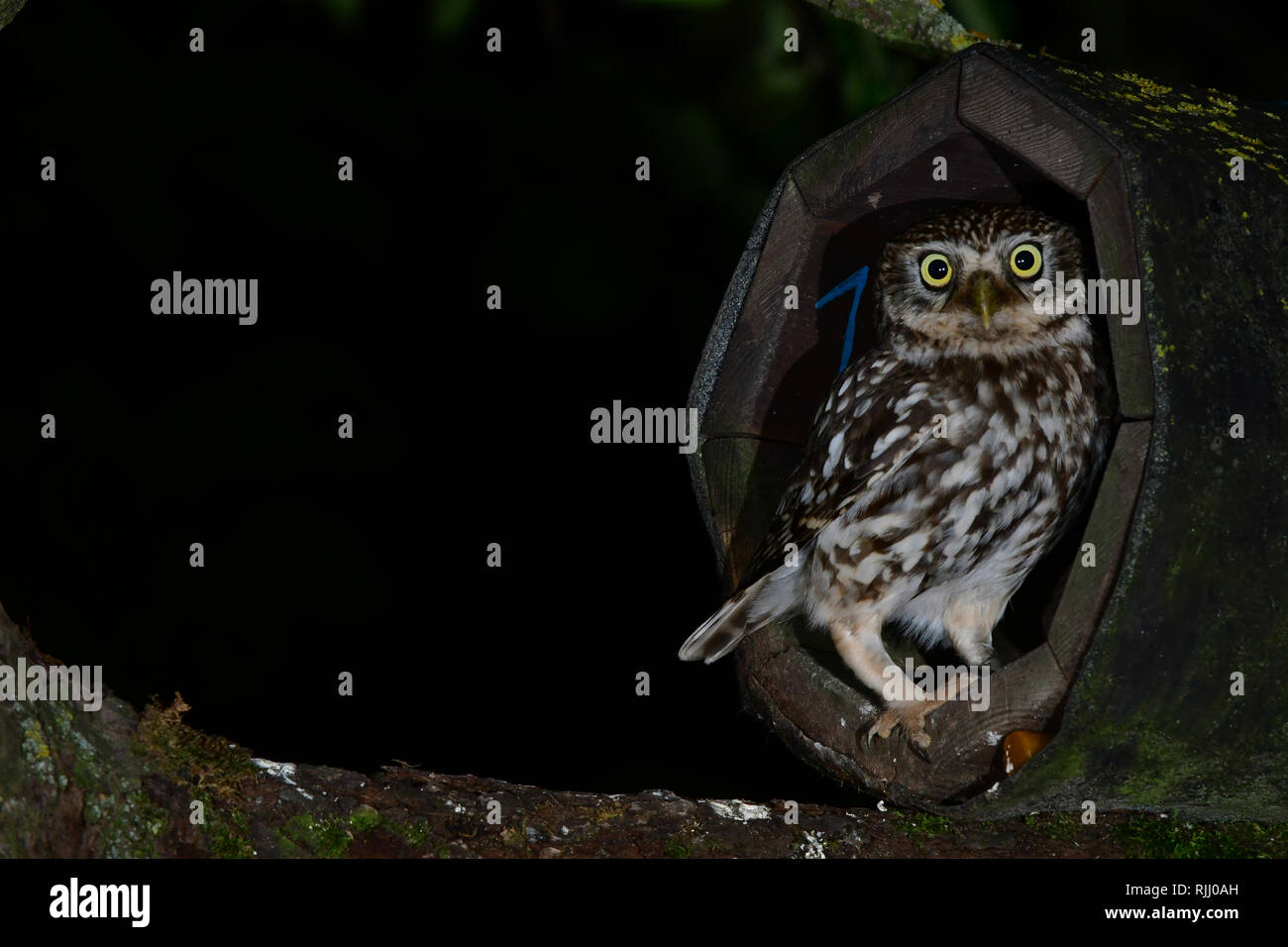 Civetta (Athene noctua). Genitore presso l'entrata di un nestbox. Prima il gufo scivola verso il suo nido, esso controlla per vedere se è possibile farlo in modo sicuro. Germania Foto Stock