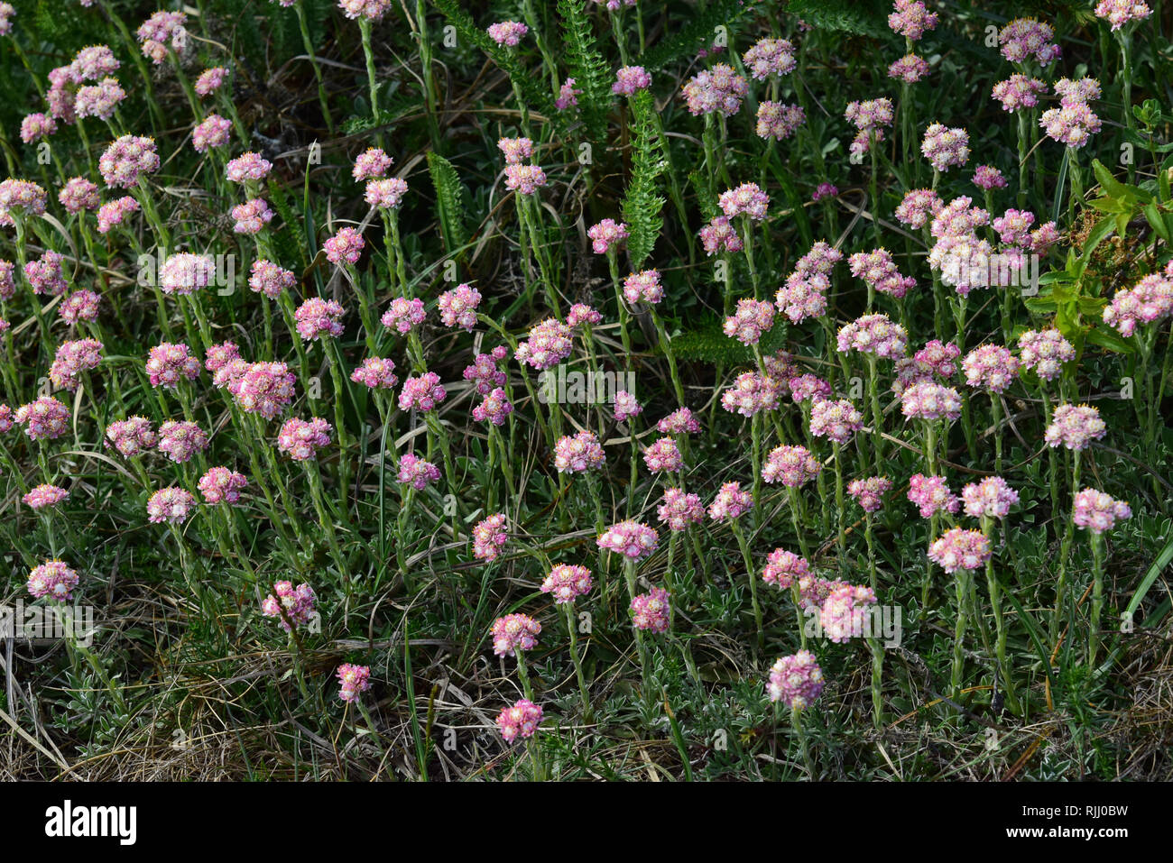 Gatti rossa Zampa-Antennaria dioeca