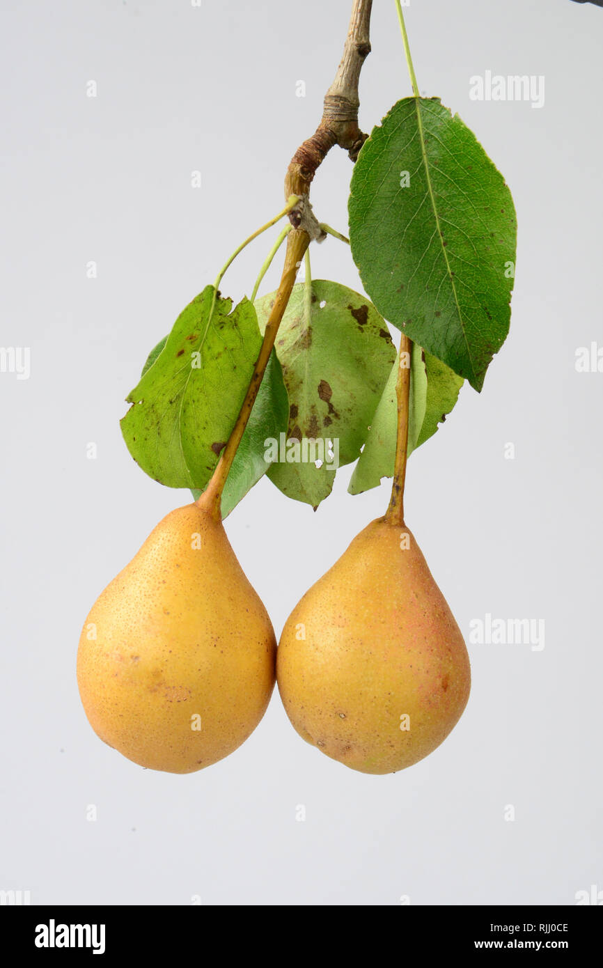 Selvatico europeo pera (Pyrus pyraster). Rametto con due frutti maturi. Studiopicture contro uno sfondo bianco. Germania Foto Stock