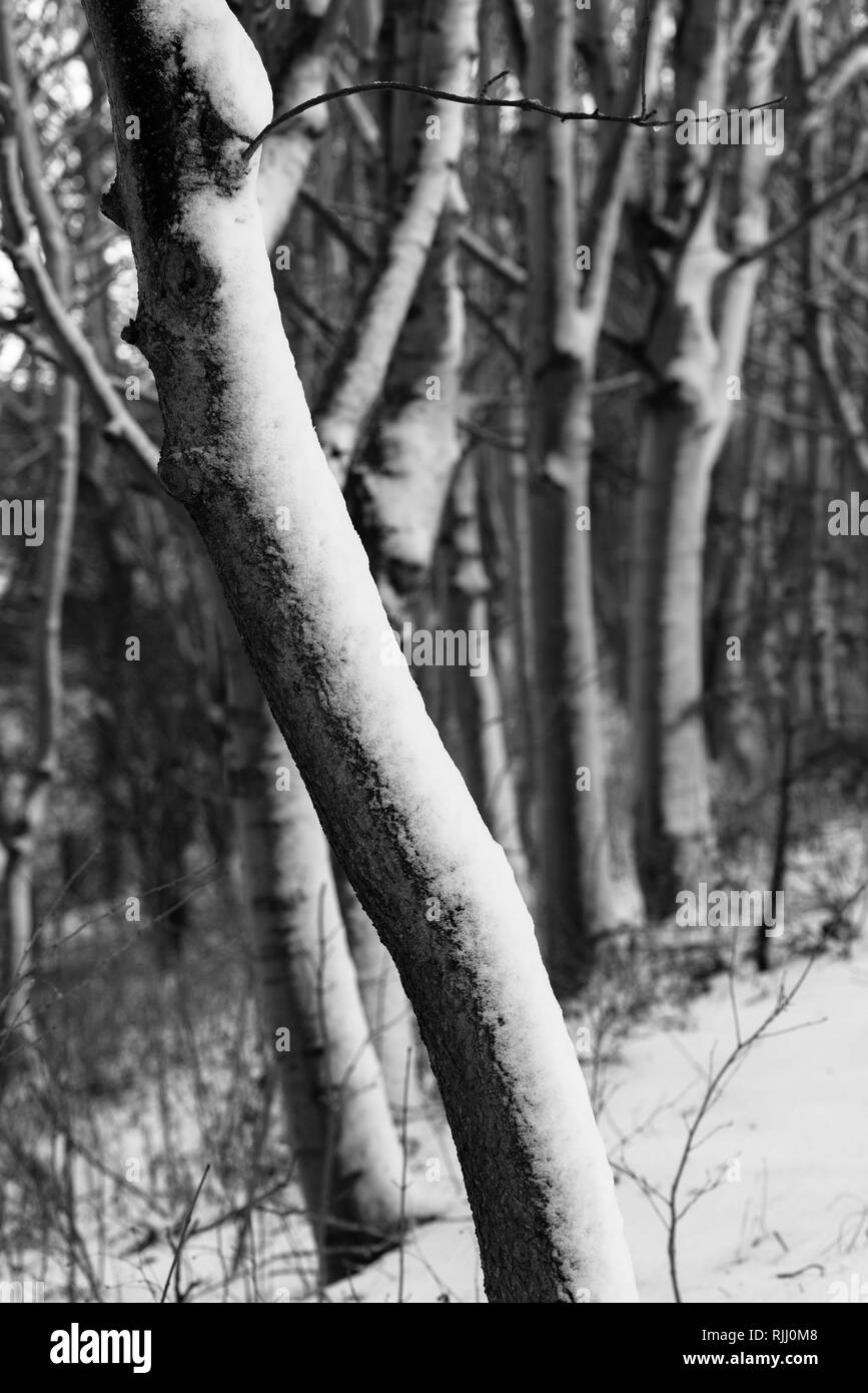 Tramoggia di legno, Durham Foto Stock