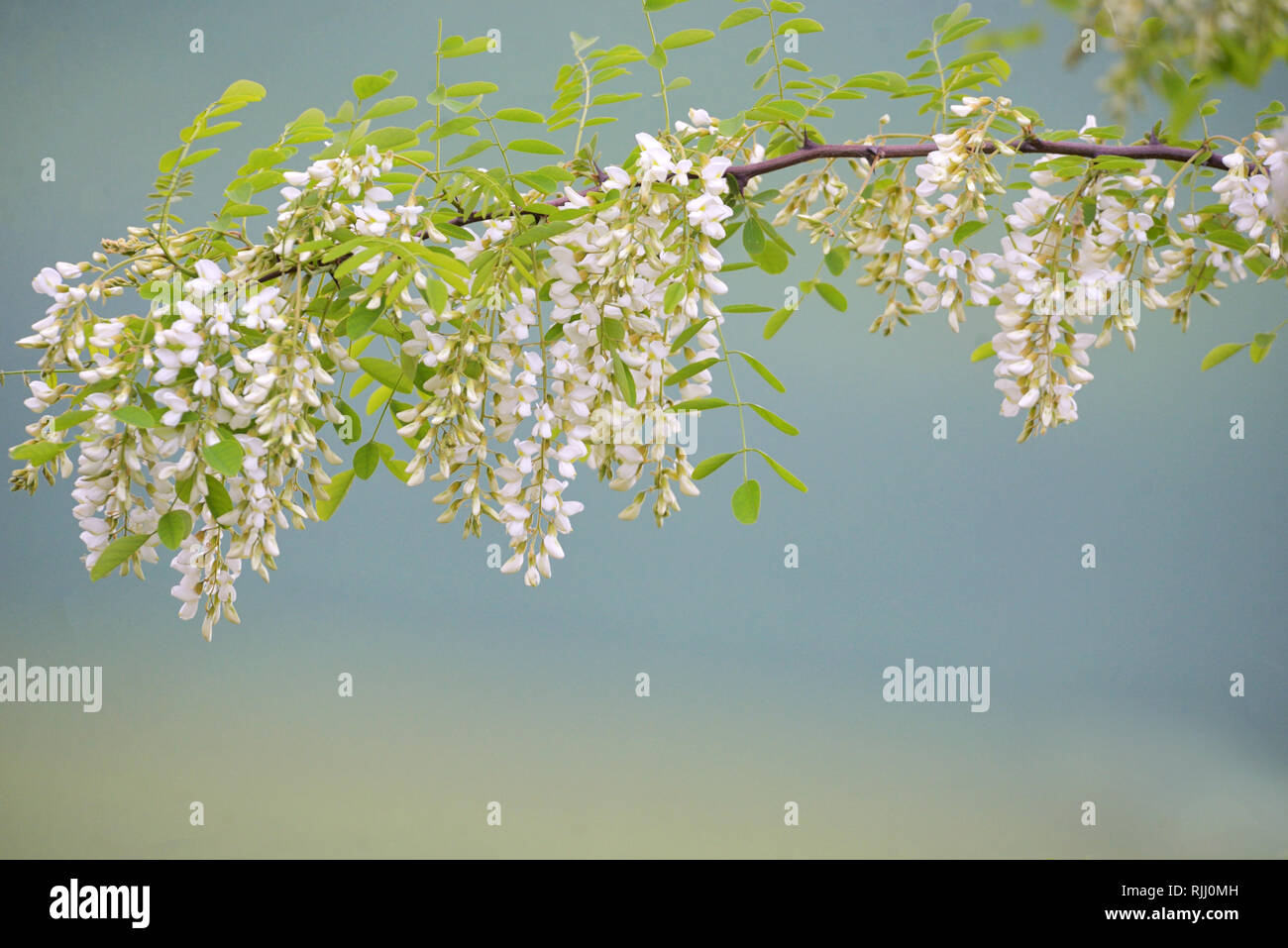 Il ramo di fiori di acacia nel tempo primaverile Foto Stock